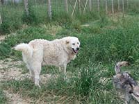 abruzzese mastiff